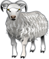 Sheep