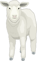 Sheep