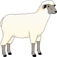 Sheep