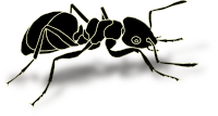Ant