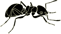 Ant