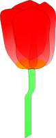 Tulip