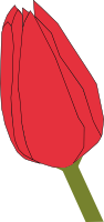 Tulip