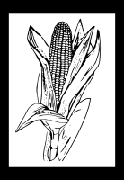 Кукуруза