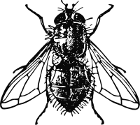 Fly