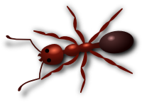 Ant