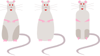 Rats