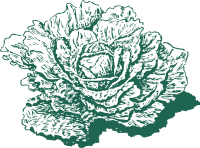 Cabbage