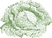 Cabbage