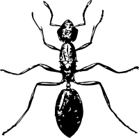 Ant