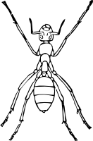 Ant