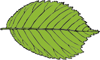Leaf