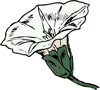 Bindweed
