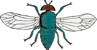 Fly