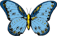 Butterfly