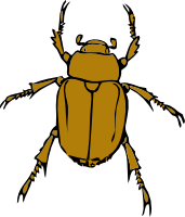 Bug
