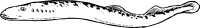 Eel