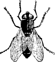 Fly