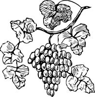 Виноград
