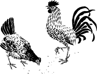Rooster