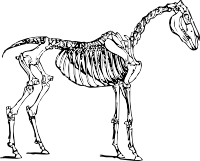 Skeleton