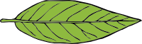 Leaf
