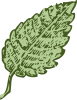 Leaf