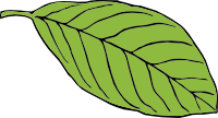 Leaf