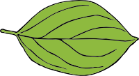 Leaf