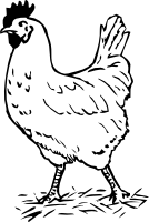 Rooster