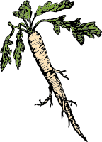 Козлобородник