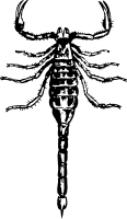 Scorpion