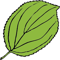 Leaf