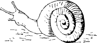 Snail