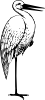 Stork