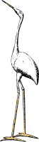Stork