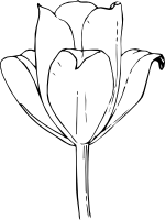 Тюльпан