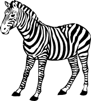 Zebra