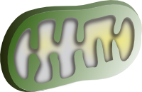 Mitochondrion