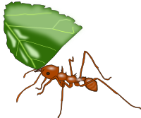 Ant