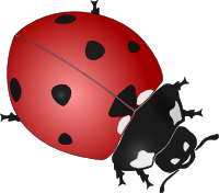 Ladybird