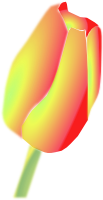 Tulip