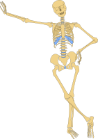 Skeleton