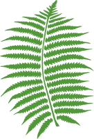 Fern