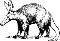 Aardvark