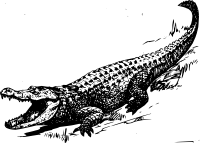 Крокодил