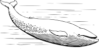 Whales