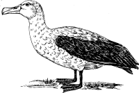 Albatross