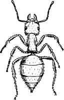 Ant