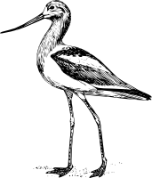 Шилоклювка